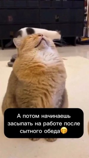 бодрая и веселая