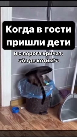 А где котик?