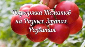 Основные Потребности Томата на Разных Этапах Развития