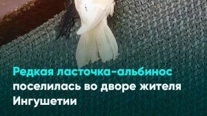 Редкая ласточка-альбинос поселилась во дворе жителя Ингушетии