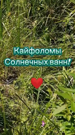 КАЙФОЛОМЫ СОЛНЕЧНЫХ ВАНН! #природа #змеи #деревня #живаяприрода #жизньвдеревне