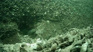 1000045859.mp4Волга гл.5м 04.07.2025г.