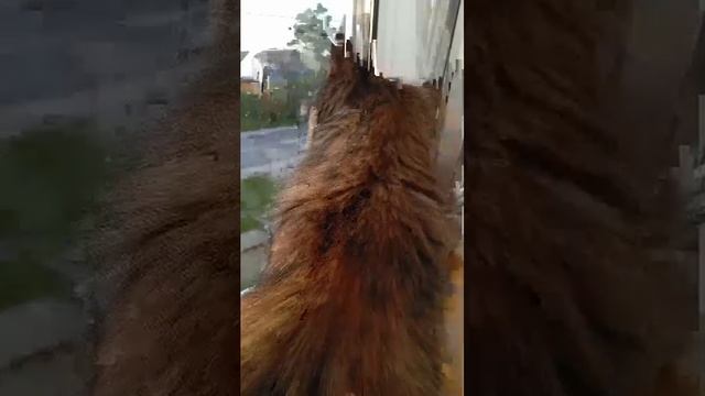 Мася киска