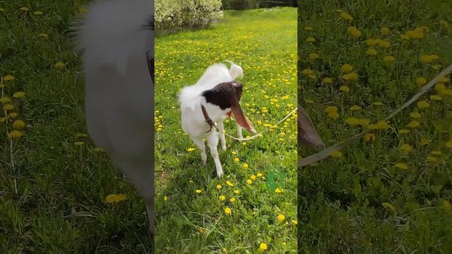 Кто здесь баклушник.mp4