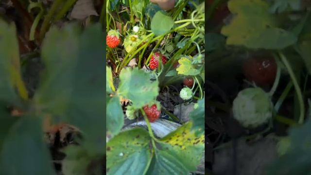 Бесплатный магазин  Вкладывая в себя, природа и Бог дают нам всё!