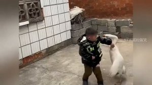 Гуси лебеди 😂