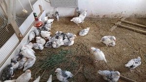 4 июля, ещё вывелись гусята