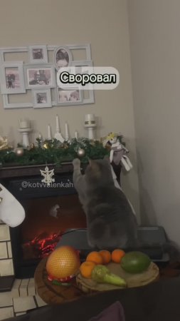 Охота хулиганить #котики #котвваленках