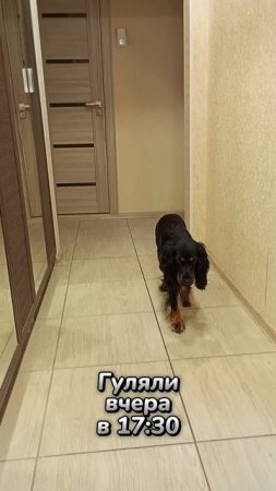 Очень терпеливая собака