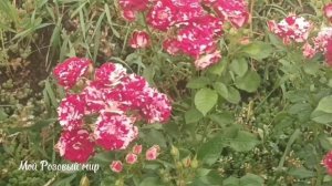 Вредители роз и средства борьбы с ними.