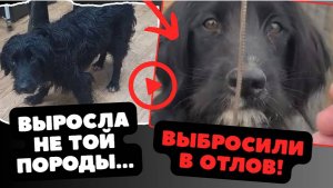 Собака не оправдала надежд...