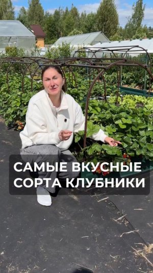 Обзор самых вкусных сортов клубники с моего огорода
