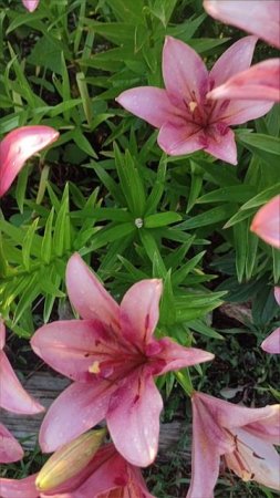 Лилии🌸🌿🏵️ на даче😍 #природа #дача #сад #цветы #nature #flowers #отдых #выходные