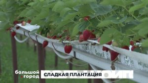 СЛАДКАЯ ПЛАНТАЦИЯ 04.07.25