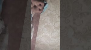 Кото мур