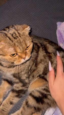 Шотландская вислоухая кошечка 🐱