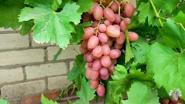 УТРО ИНГУШЕТИИ  070725