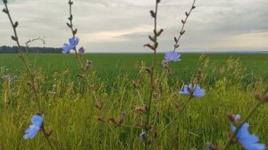 Тобол старт