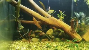 Перестановка аквариумов.