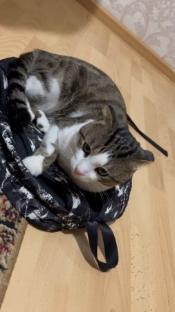 #cat #кот #catlover #смешно #кошка #котик #котики #юмор #животные #школа #смех