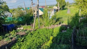 Красивый солнечный летний день в деревне, деревенская жизнь