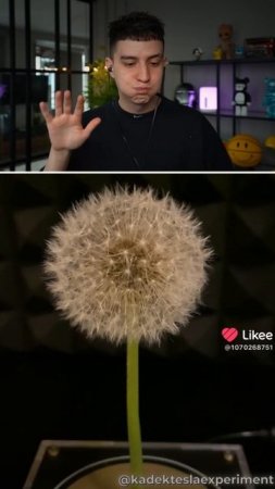 одуванчик сгорел