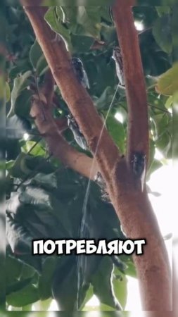 Тайна цикад #shortvideo #shorts #video #цикад #туризм #юмор #развлечения #интересно #животные #2025