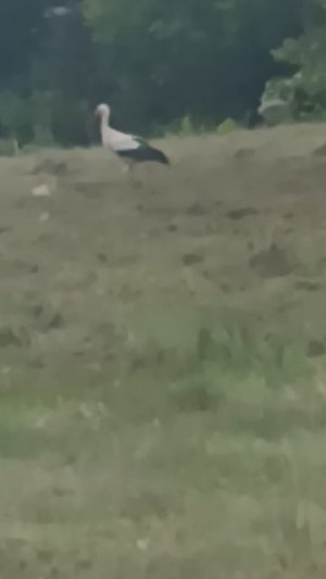 1000081249.mp4