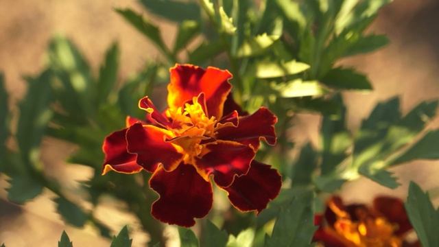 Саурово 03.07.2025 // Тест SONY NEX VG-20 смотреть онлайн