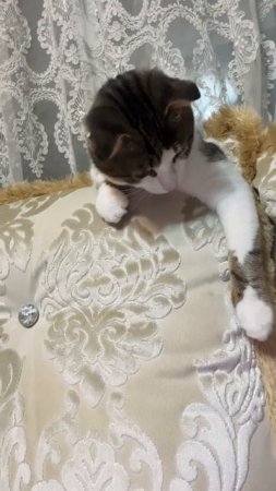 Барсик
