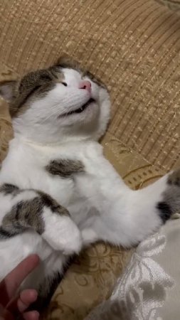 #кот #cat #смешно #кот #животные#kitten #animals #приколы #прикол #catshorts #