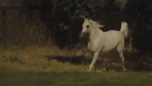 Далеко,далеко  ускакала в поле молодая лошадь..