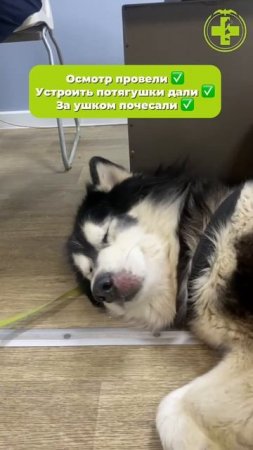 Каспер и Локи