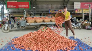 Use 3-Wheeled Truck To Harvesting A Lot Of Red Rambai Fruit Goes To Sell At Village Market.