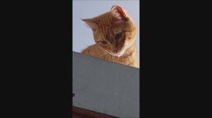 Кот. Фокс