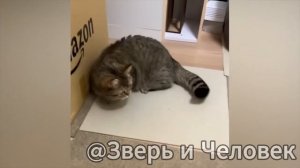 Дикий смех: звери и люди без тормозов! 😂 [Выпуск №5]
