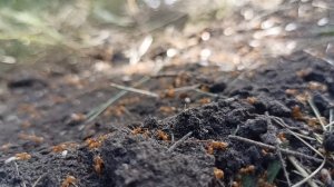 Красные оранжевые муравьи