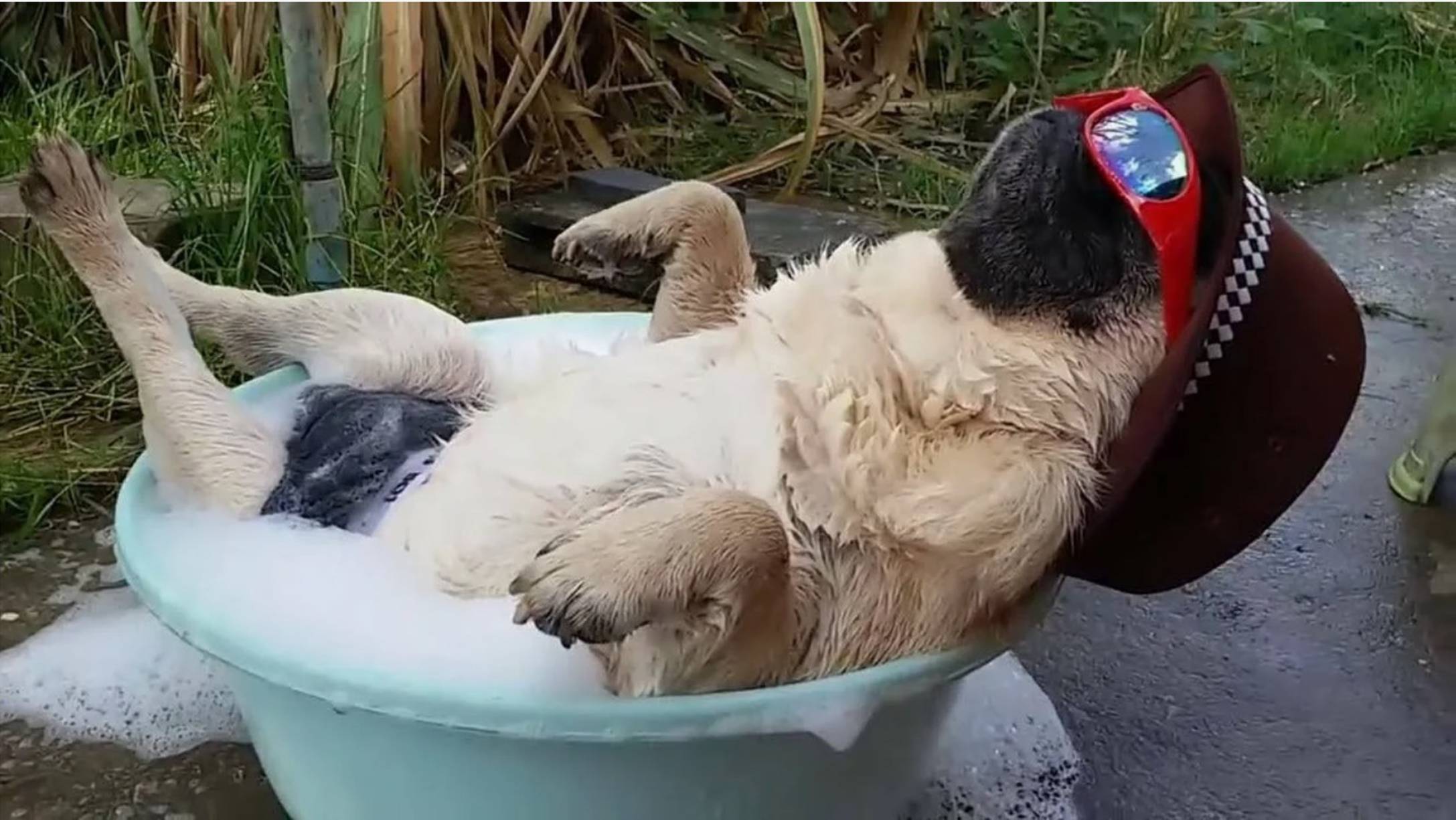 Смешные видео с котами, снятые на камеру! постарайтесь не засмеяться! 😂