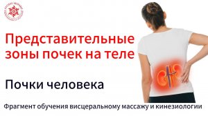 Представительные зоны почек на теле. Почки человека. Фрагмент обучения