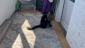 TaisonIDafna Любовь и приключения кошек Тайсона и Дафны!