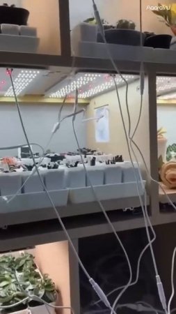 Домашняя система обдува растений с устройствами Aqara