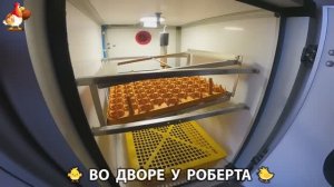 Содержание кур в домашних условиях и других птиц во дворе у Роберта 🐣🐤🦆🐔🪿🦃 (18)