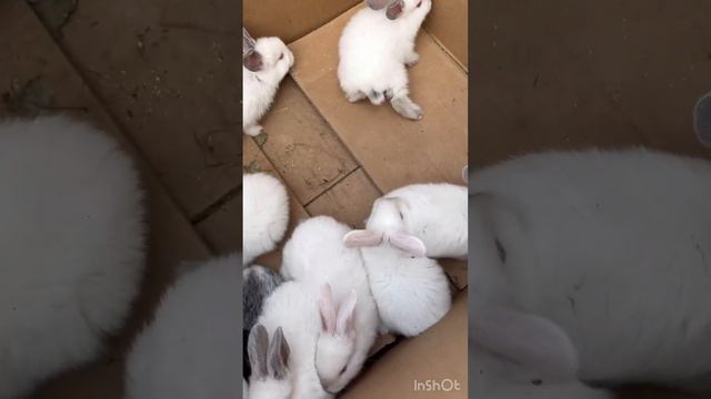 Временное переселение кролей #rabbit #bunny #кролики #животные #дача #animals