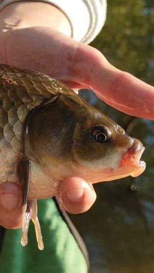 ВАТА НАЧАЛА РАБОТАТЬ! #хобби#рыбалка#fish#fishing#природа#отдых#рыба#shorts#красота#карась#мормышинг