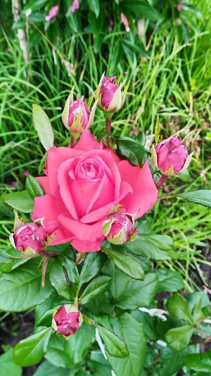 Выжившая красотка🌹