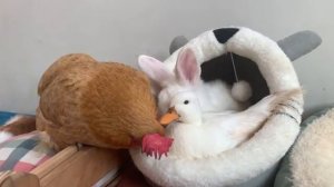 Курица стала нянькой котенка! Утка заняла кошачье гнездо - 2025 год