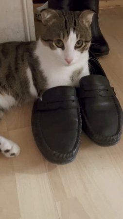 Кот в сапогах