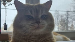 Carnage mode практика