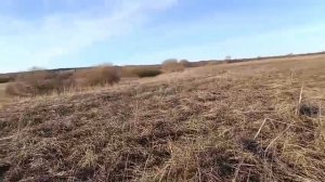 Pogoda v Sibiri И снова гуси