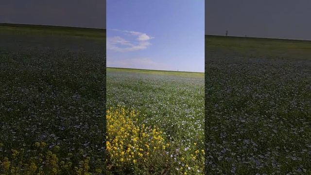 Лён... Деревенские истории